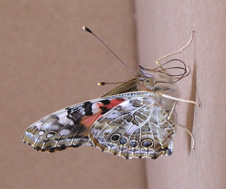 Click for larger photo.