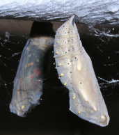 Click for larger photo.