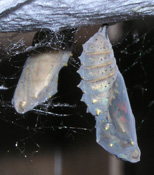 Click for larger photo.