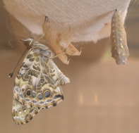 Click for larger photo.