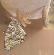 Click for larger photo.