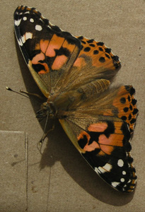 Click for larger photo.