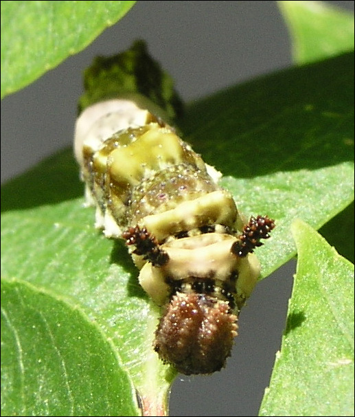 Caterpillar - Head