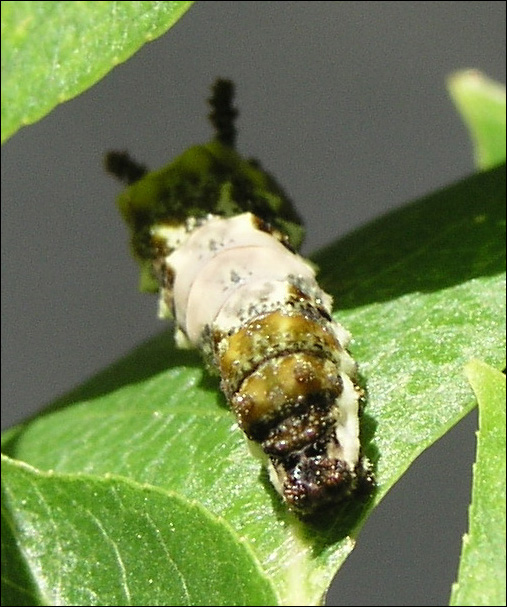 Caterpillar - Rear End