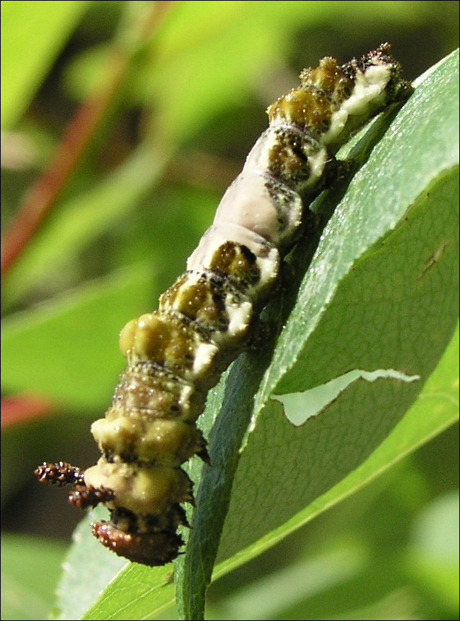 Caterpillar - Side View