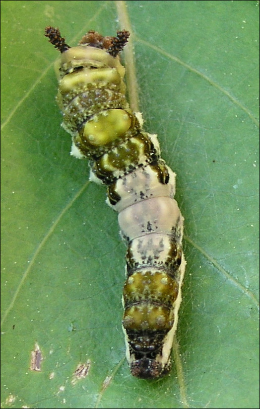 Caterpillar - Top View